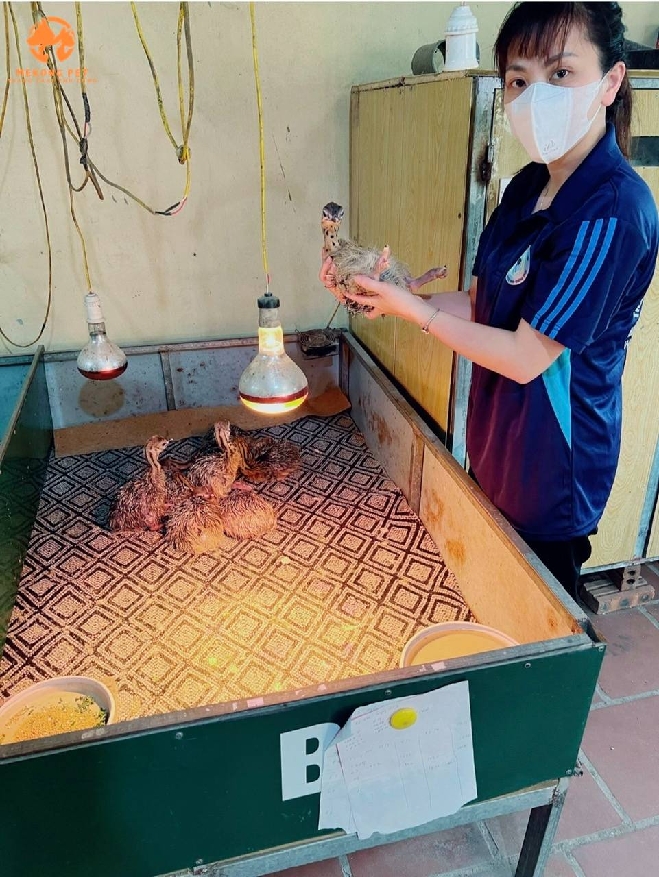 Đà điểu con mới nở được úm đèn cẩn thận để nuôi dưỡng ít hau hụt và trưởng thành hơn